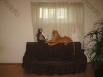 Վաճառվում է 2 սենյականոց բնակարան Երևան, Քանաքեռ-Զեյթուն, Գոգոլի 